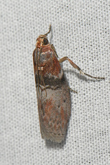 Sciota vetustella