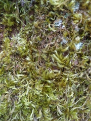 Homalothecium fulgescens