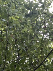 Persea borbonia