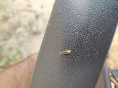 Graphocephala coccinea