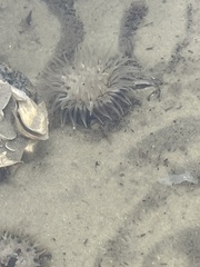 Bunodosoma cavernatum