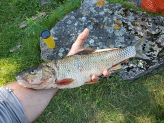 Semotilus corporalis