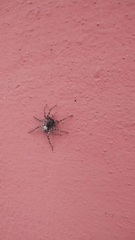 Arctosa perita