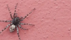Arctosa perita