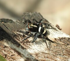 Saitis virgatus