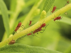 Uroleucon nigrotuberculatum