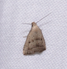 Hypenodes fractilinea