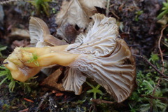Craterellus tubaeformis