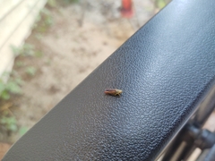 Graphocephala coccinea