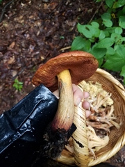 Neoboletus erythropus