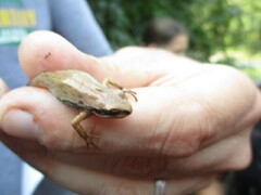 Pseudacris triseriata
