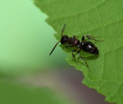 Myrmosa unicolor