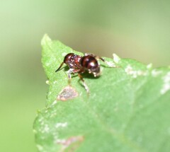Myrmosa unicolor