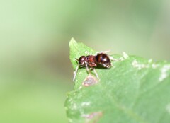 Myrmosa unicolor