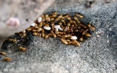 Acanthomyops