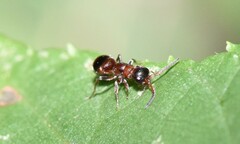Myrmosa unicolor