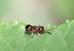 Myrmosa unicolor