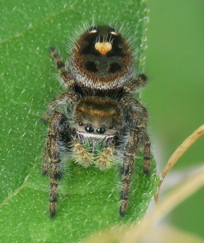 Bold Jumping Spider photographed in Idaho
