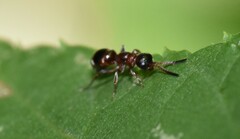 Myrmosa unicolor