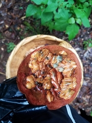 Neoboletus erythropus