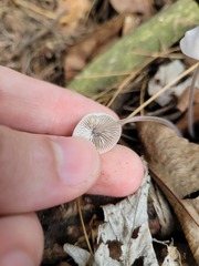 Mycena subcaerulea