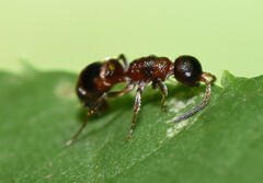 Myrmosa unicolor