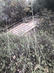 Thinopyrum intermedium