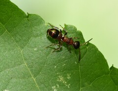 Myrmosa unicolor