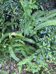 Nephrolepis cordifolia