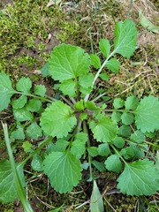 Packera obovata