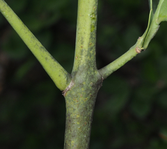 Psittacanthus schiedeanus