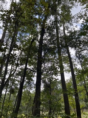 Quercus phellos