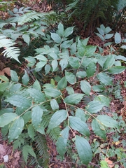 Prosartes hookeri