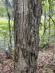 Quercus phellos