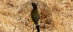 Motacilla flava thunbergi