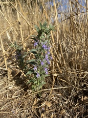 Trichostema lanceolatum