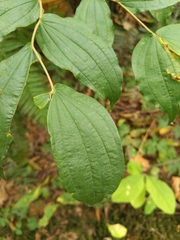 Prosartes hookeri