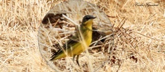 Motacilla flava thunbergi