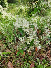 Clematis glycinoides