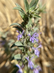 Trichostema lanceolatum