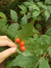 Prosartes hookeri