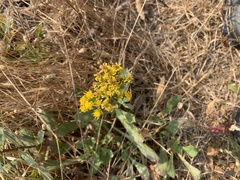 Solidago spathulata