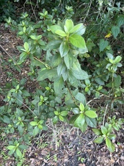 Rhododendron simsii