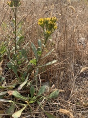 Solidago spathulata
