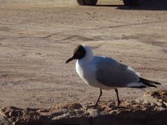 Chroicocephalus serranus