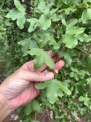 Acer monspessulanum