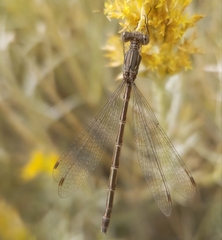 Lestidae
