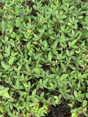 Oplismenus hirtellus