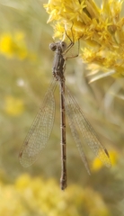 Lestidae