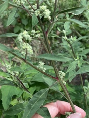 Chenopodium betaceum